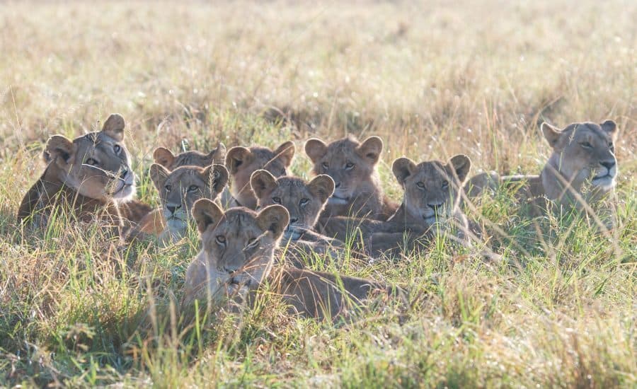 Maasai Mara National Reserve, Kenya