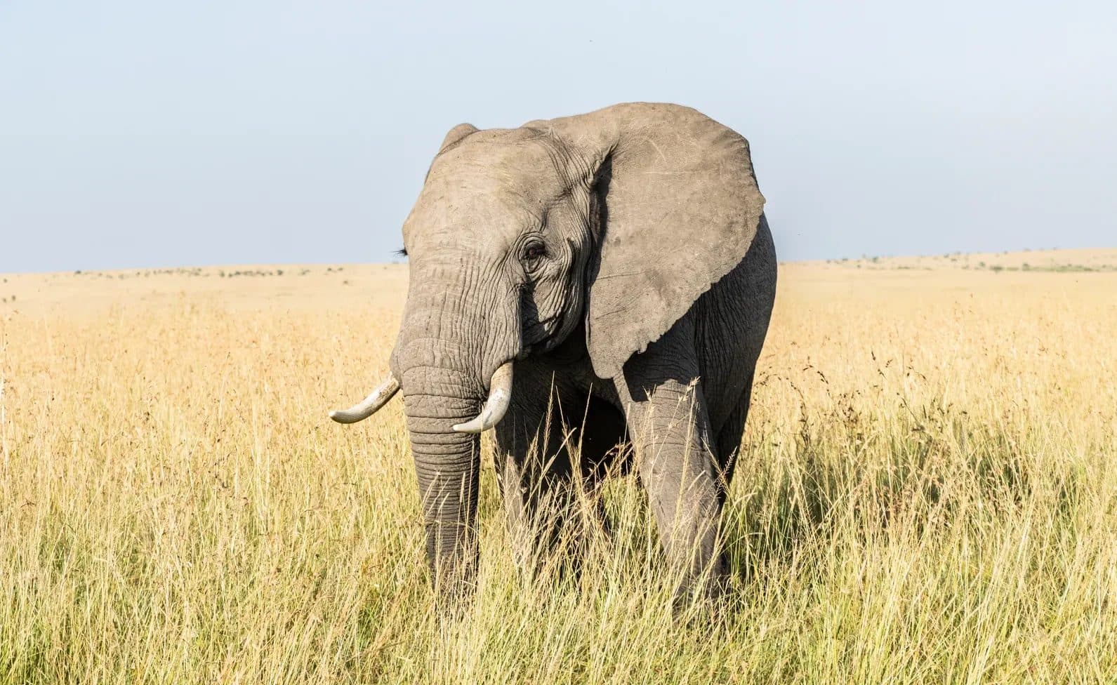 11-Day Big 5 & Diani Beach Kenya Safari Tour – Crafted for Life’s Milestone Travelers