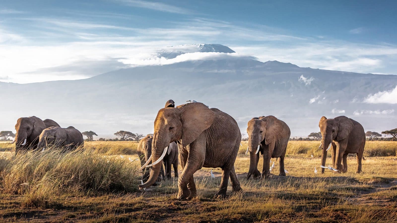 3-Day Midrange Amboseli Big Elephant Safari – Kenya