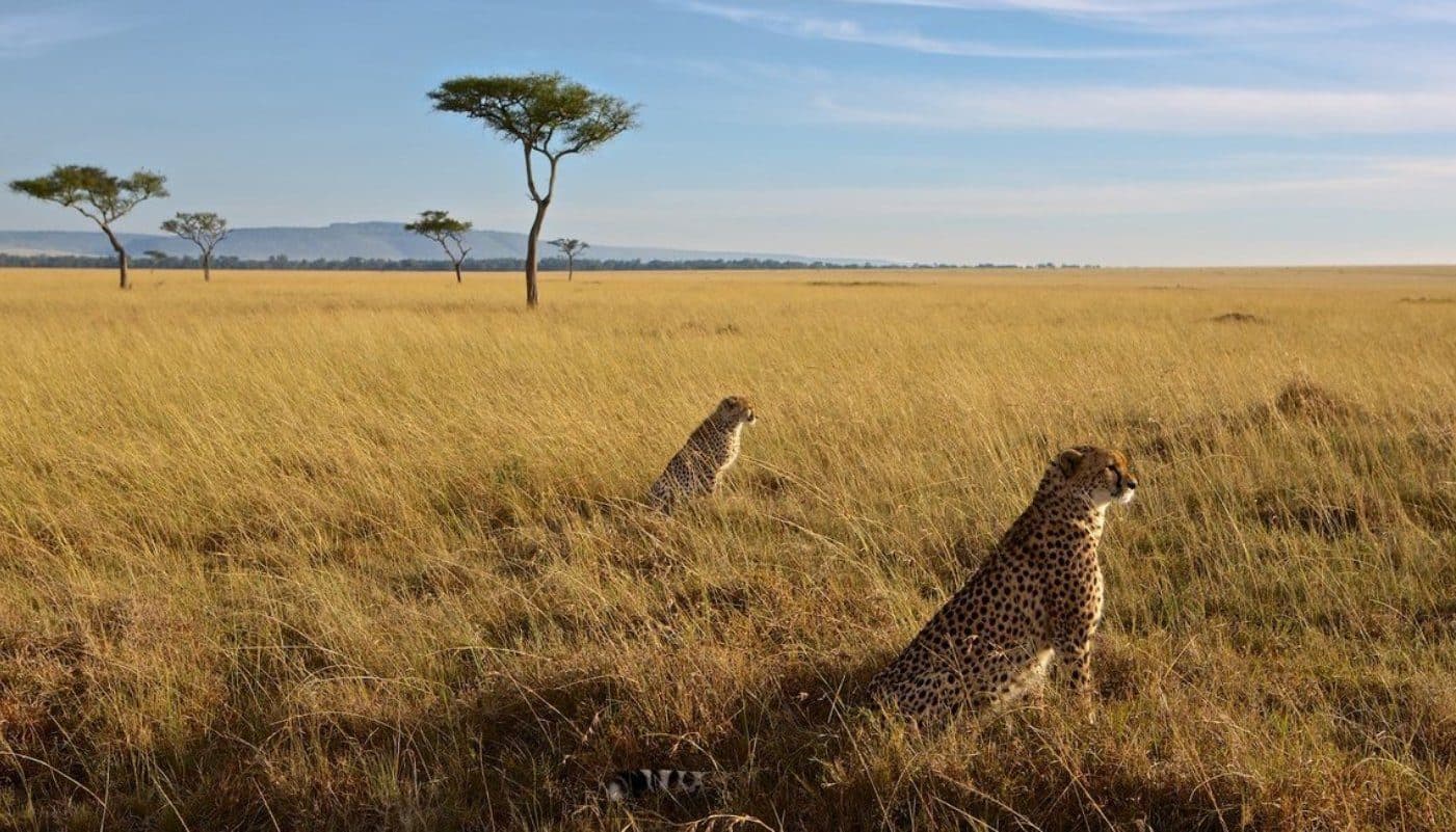 14-Day Ultimate Kenya & Tanzania Safari Experience