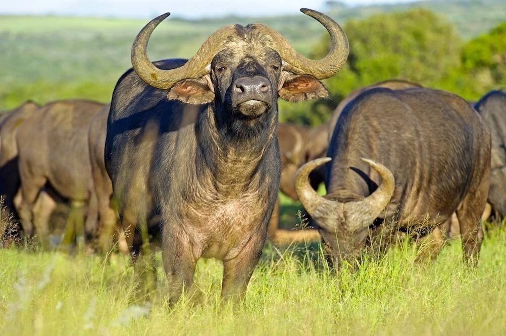 8-Day Safari & Zanzibar Spice Beach Escape