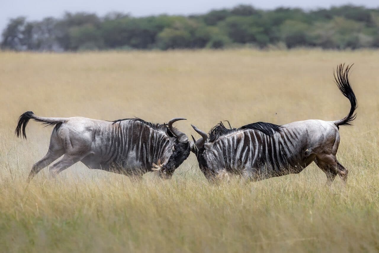 3-Day Amboseli Safari & Kilimanjaro Views Budget Adventure