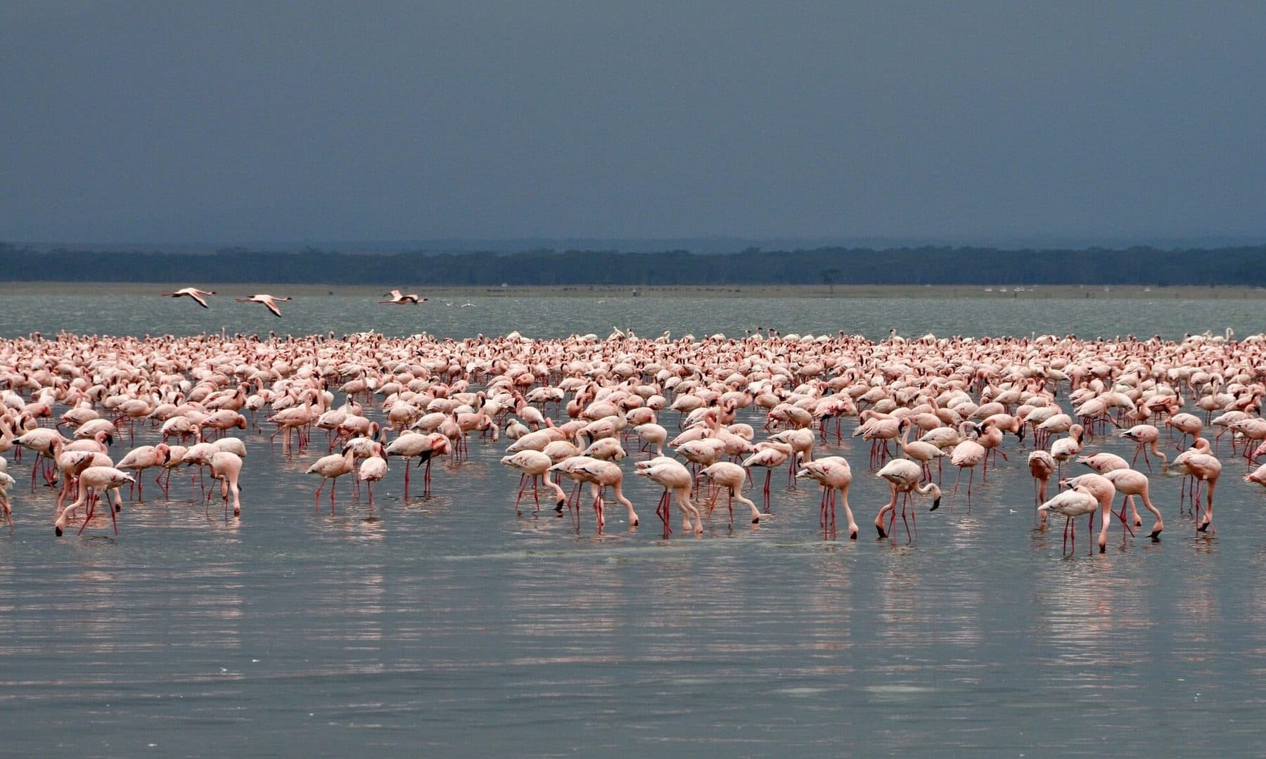 Lake Nakuru & Lake Naivasha, Kenya