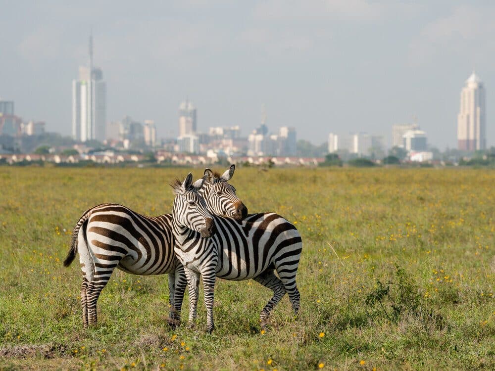 Nairobi City & Wildlife, Kenya