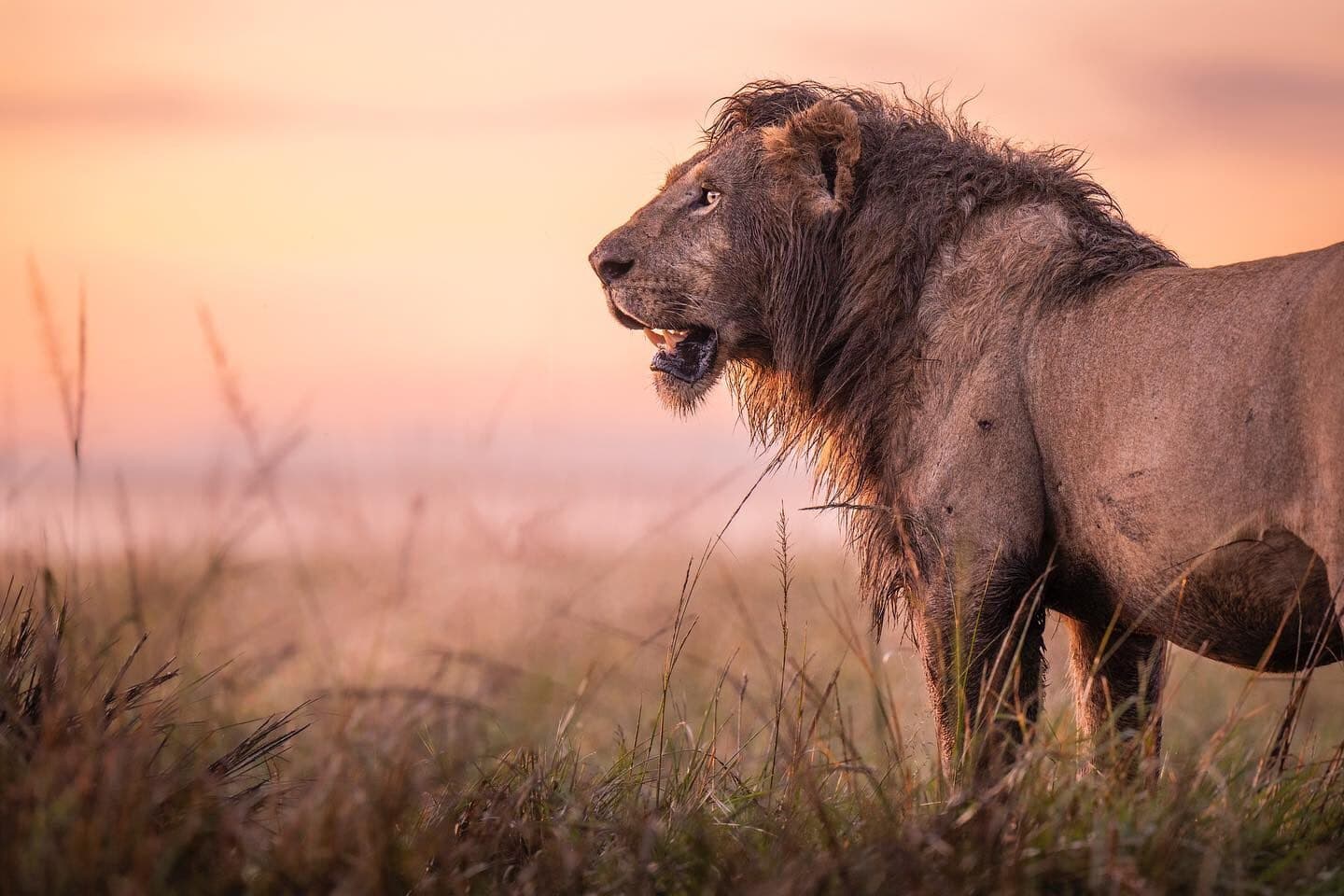 2-Day Masai Mara Lion Encounters & Endless Savannah Safari Tour