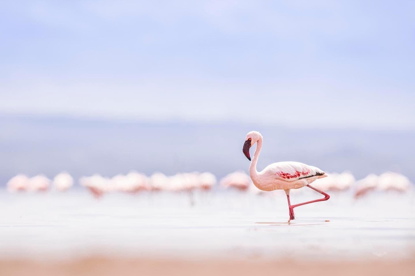 1-Day Lake Nakuru & Lake Naivasha Wildlife & Scenic Adventure Day Trip