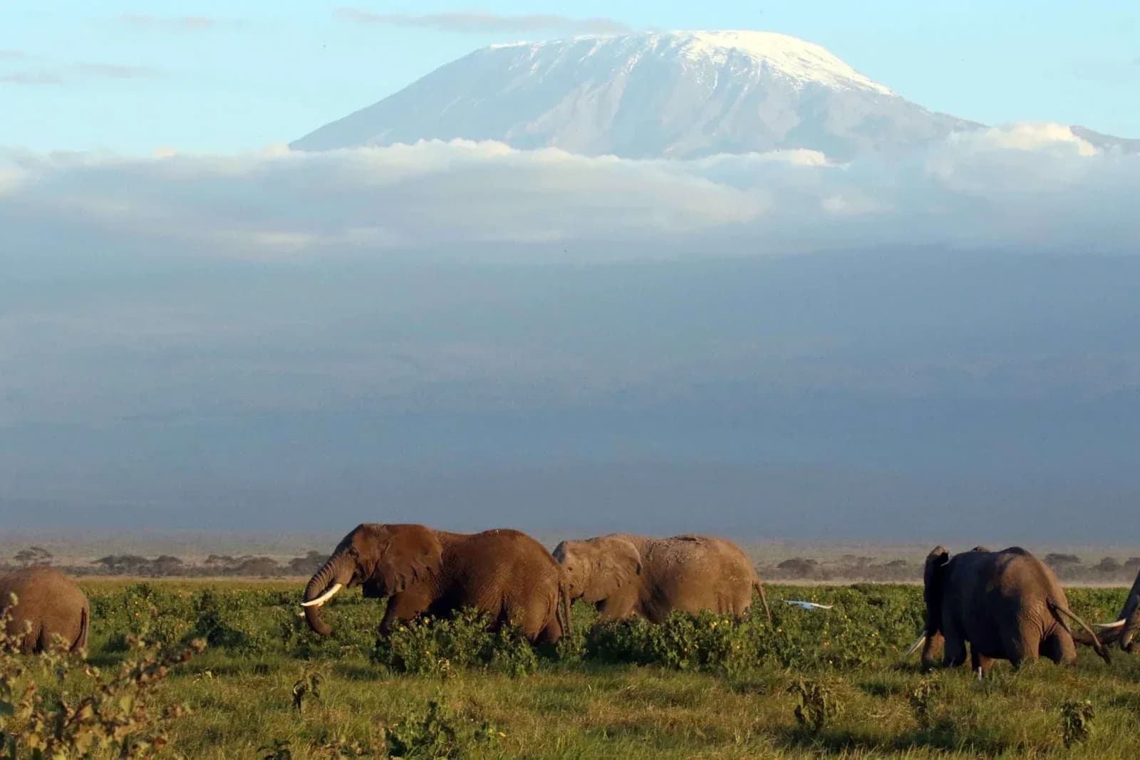 Kenya or Tanzania: Which African Safari Destination is Right for You?