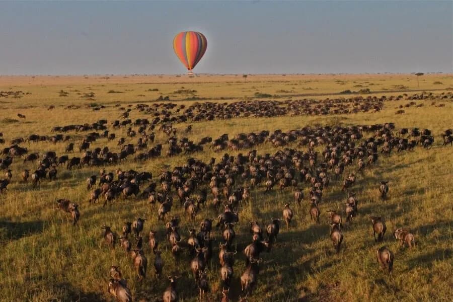 The Great Wildebeest Migration Guide: When and Where to Witness the Crossing