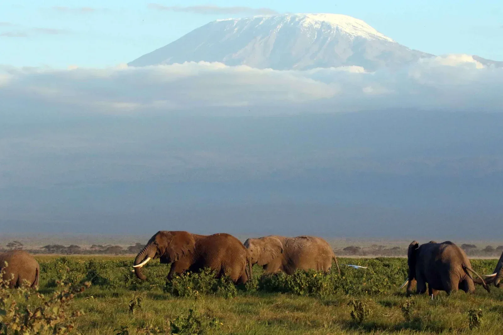 Kenya or Tanzania: Which African Safari Destination is Right for You?