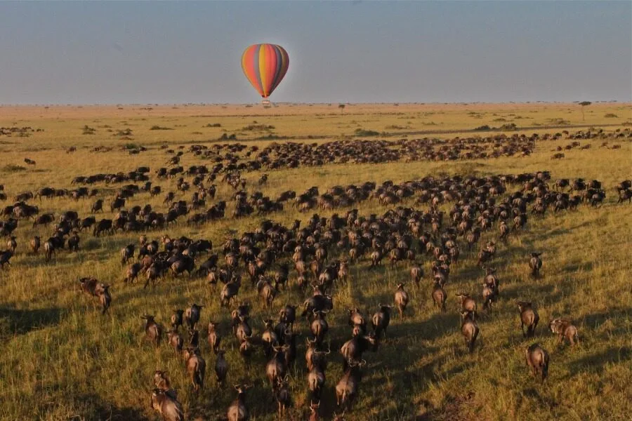 The Great Wildebeest Migration Guide: When and Where to Witness the Crossing